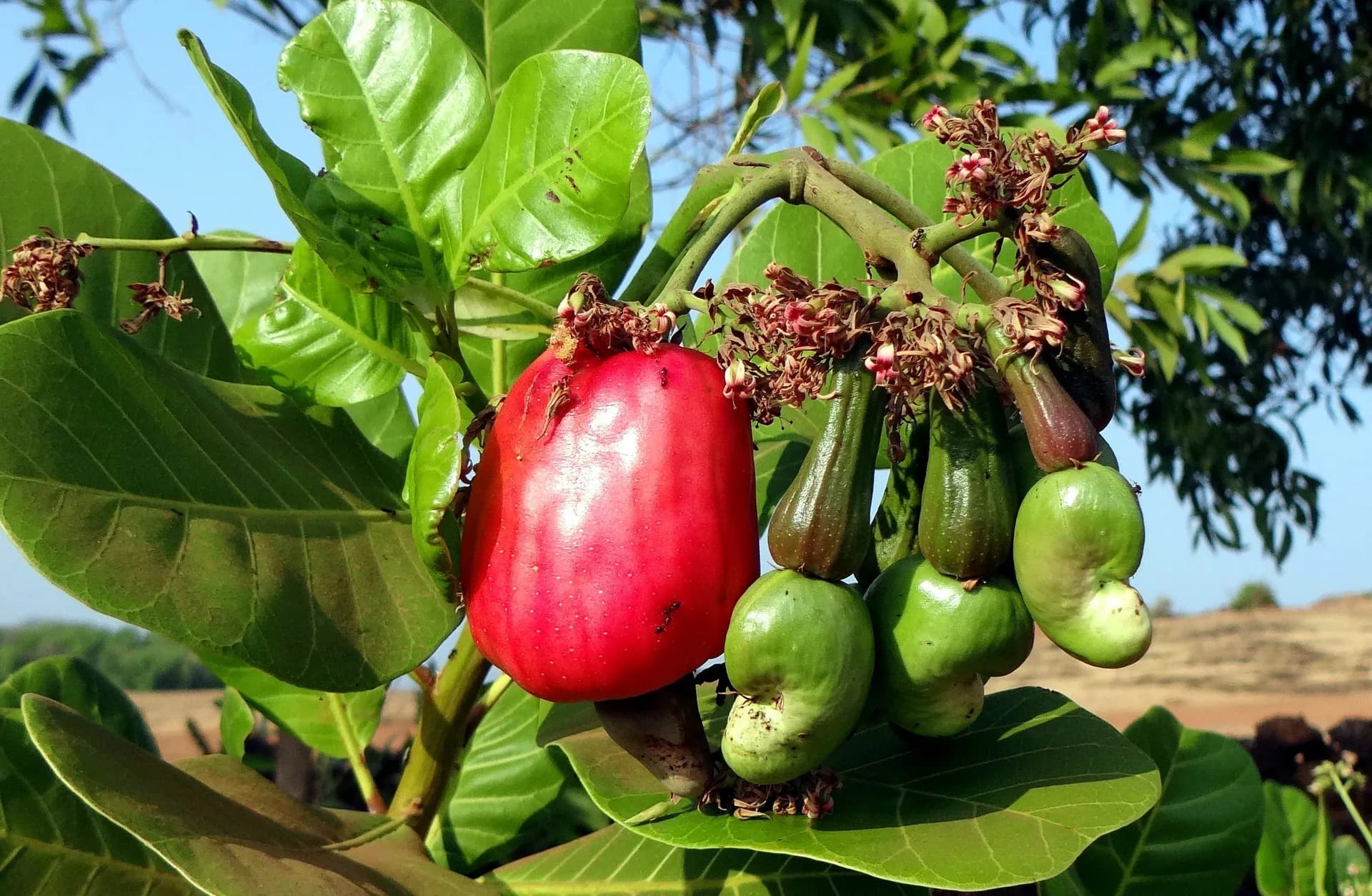 Pommes de cajou rouges sur l'arbre