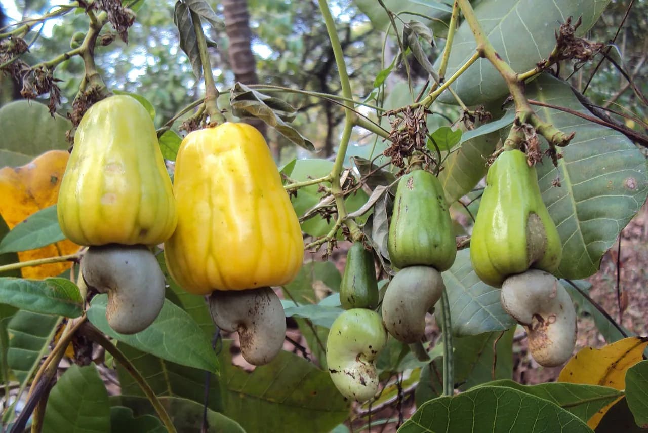 Anacardier en fruits