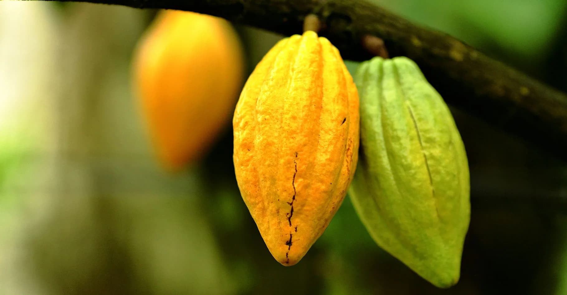 Cabosse de cacao mûre sur sa branche