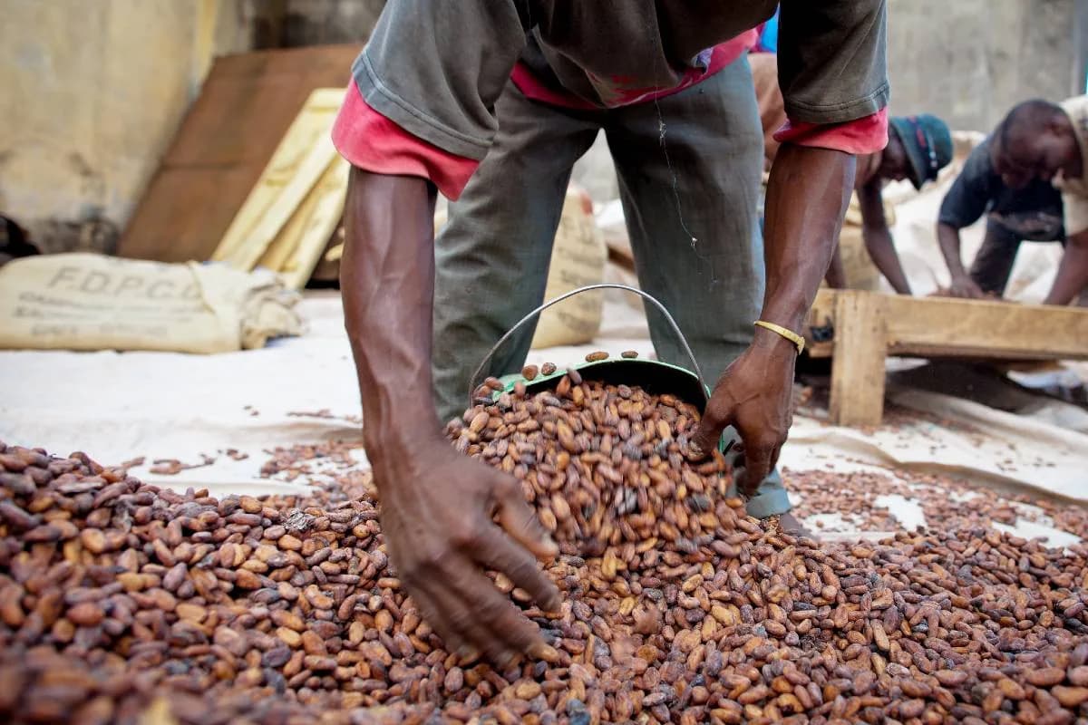 Tri manuel des fèves de cacao après séchage