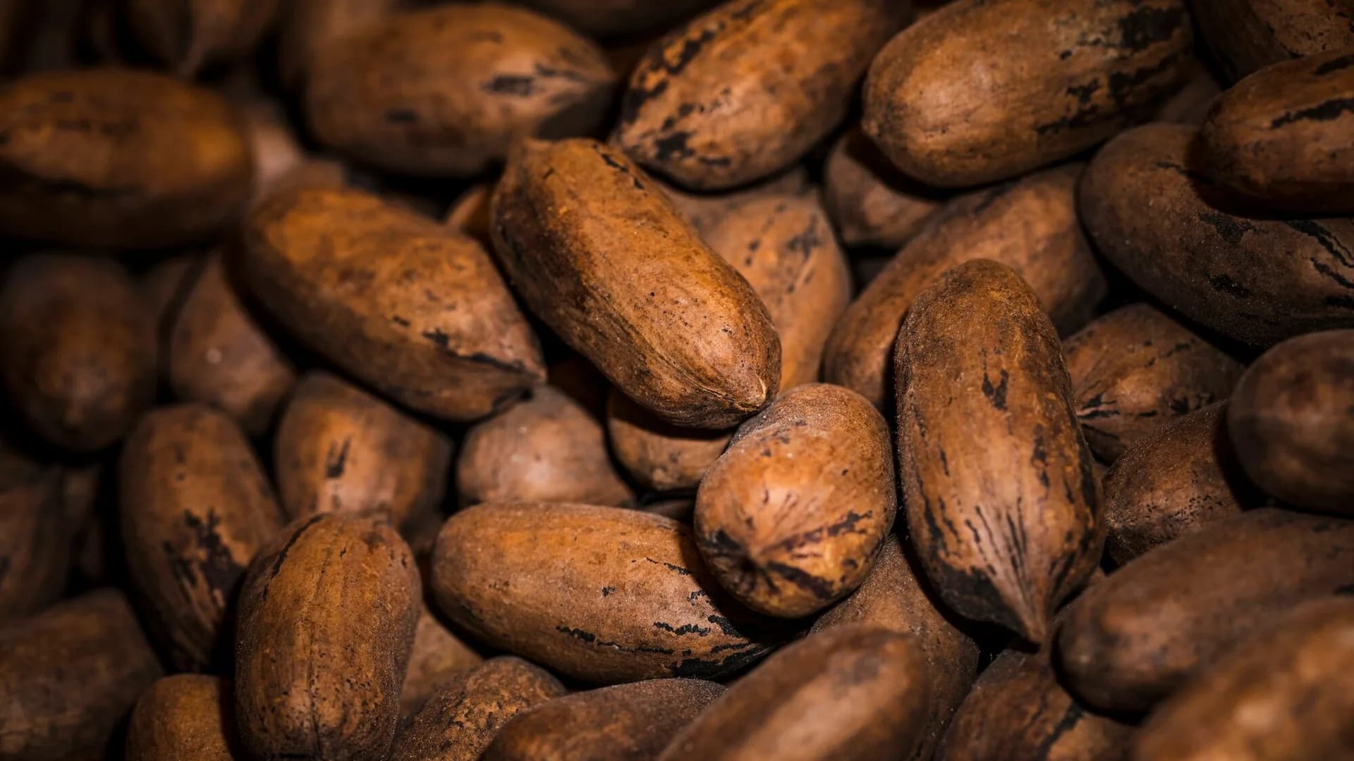 Fèves de cacao fermentées et séchées