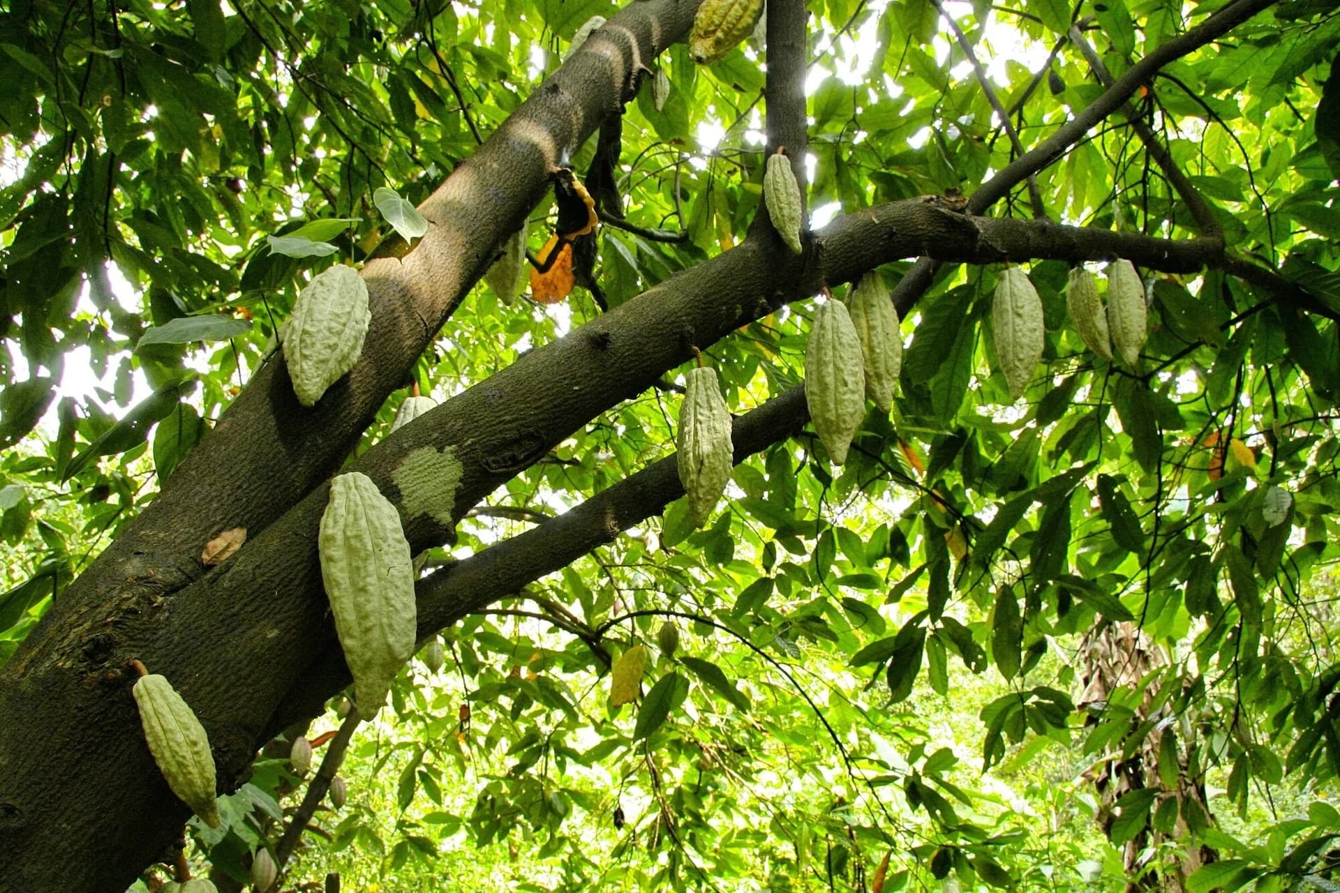 Cacaoyer chargé de cabosses, vu en contre-plongée