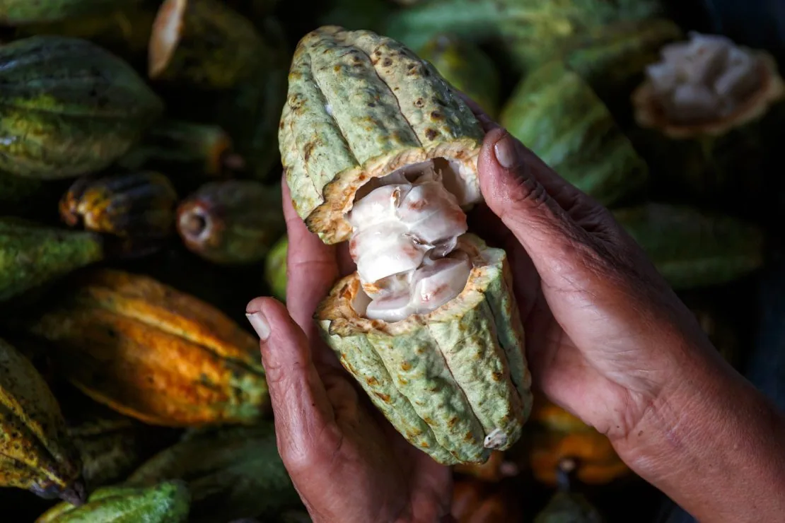 Cabosse de cacao fraîchement ouverte à la main