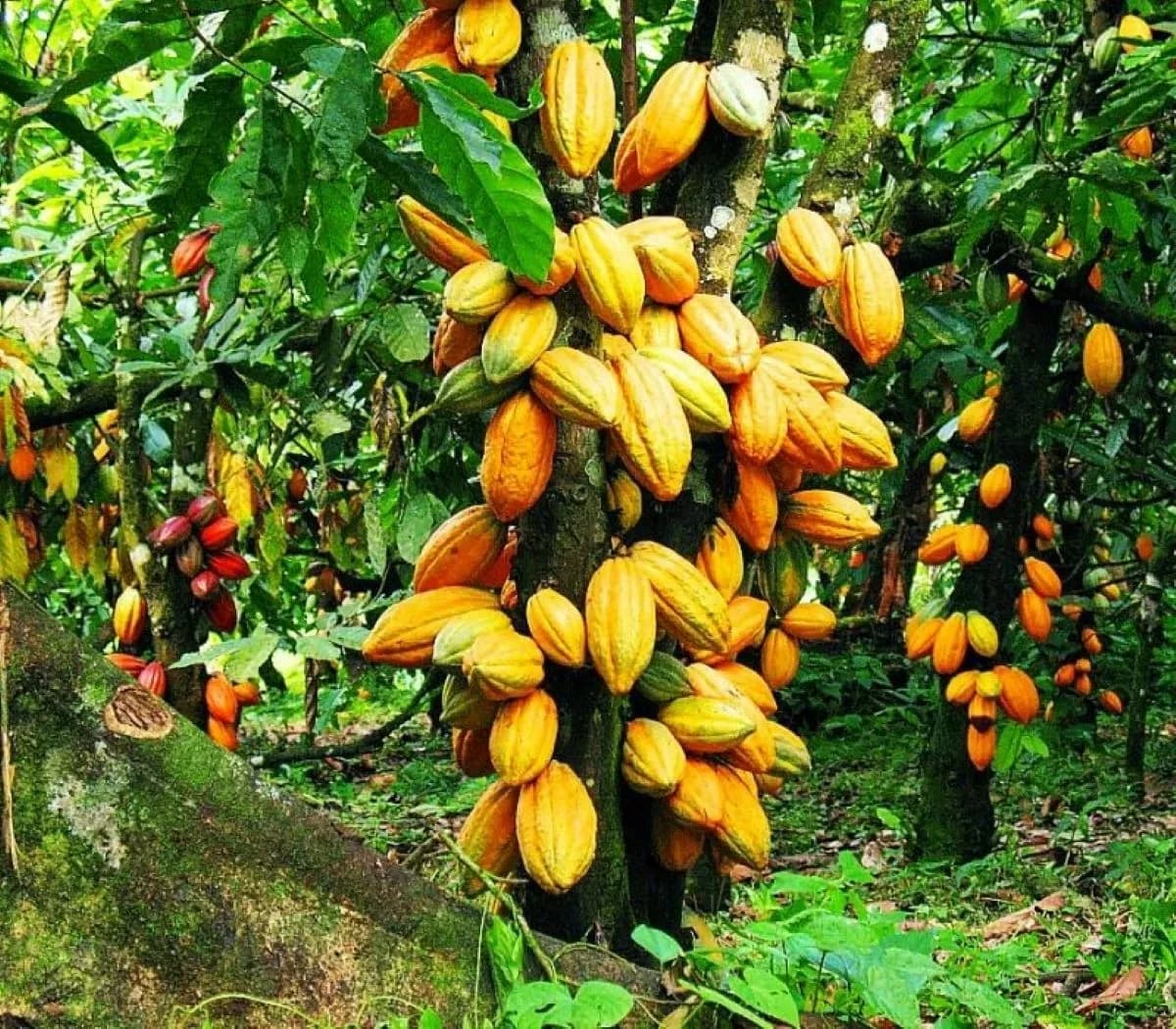 Cacaoyer et cabosses en plantation