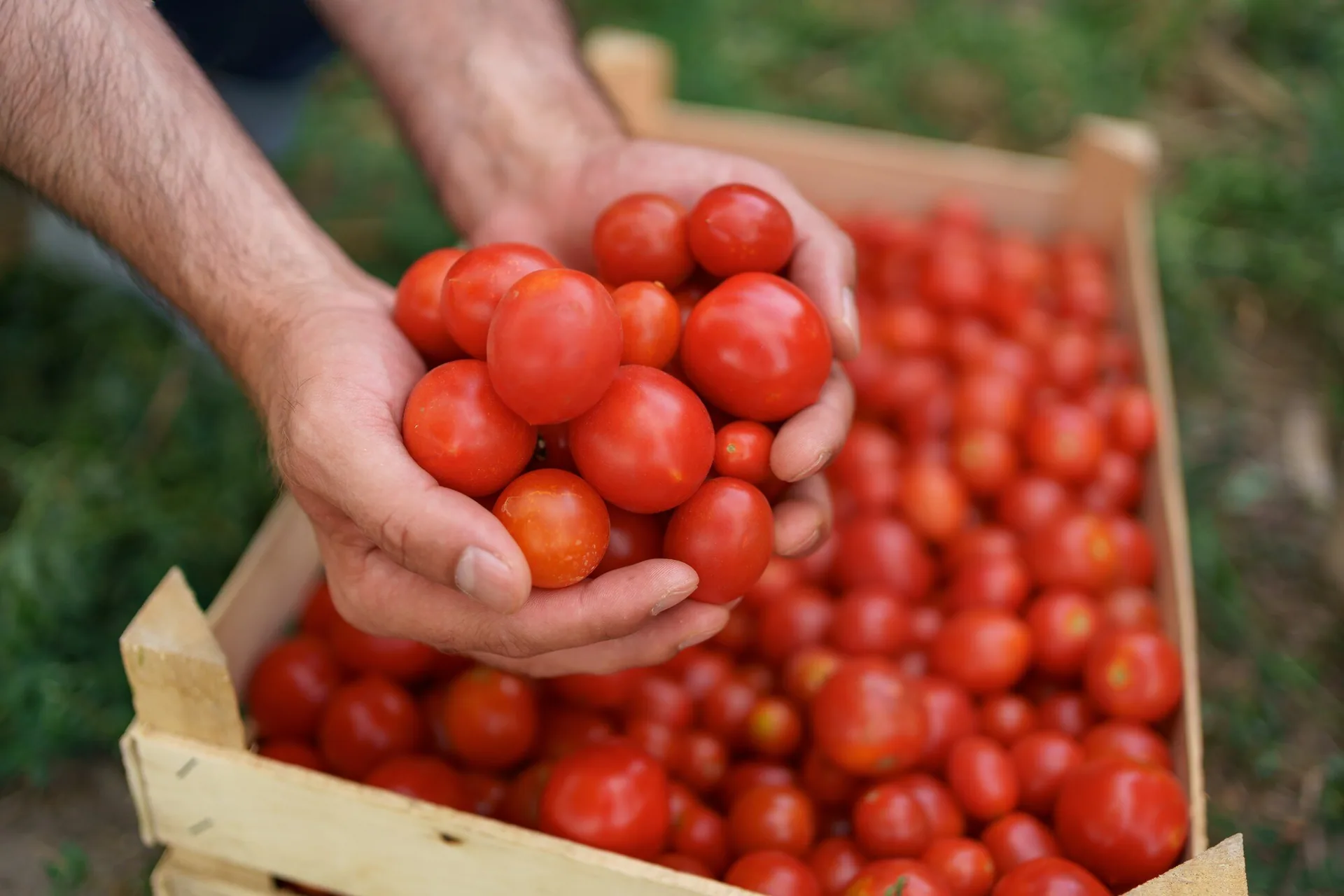 Mains d'agriculteur tenant des tomates fraîchement récoltées