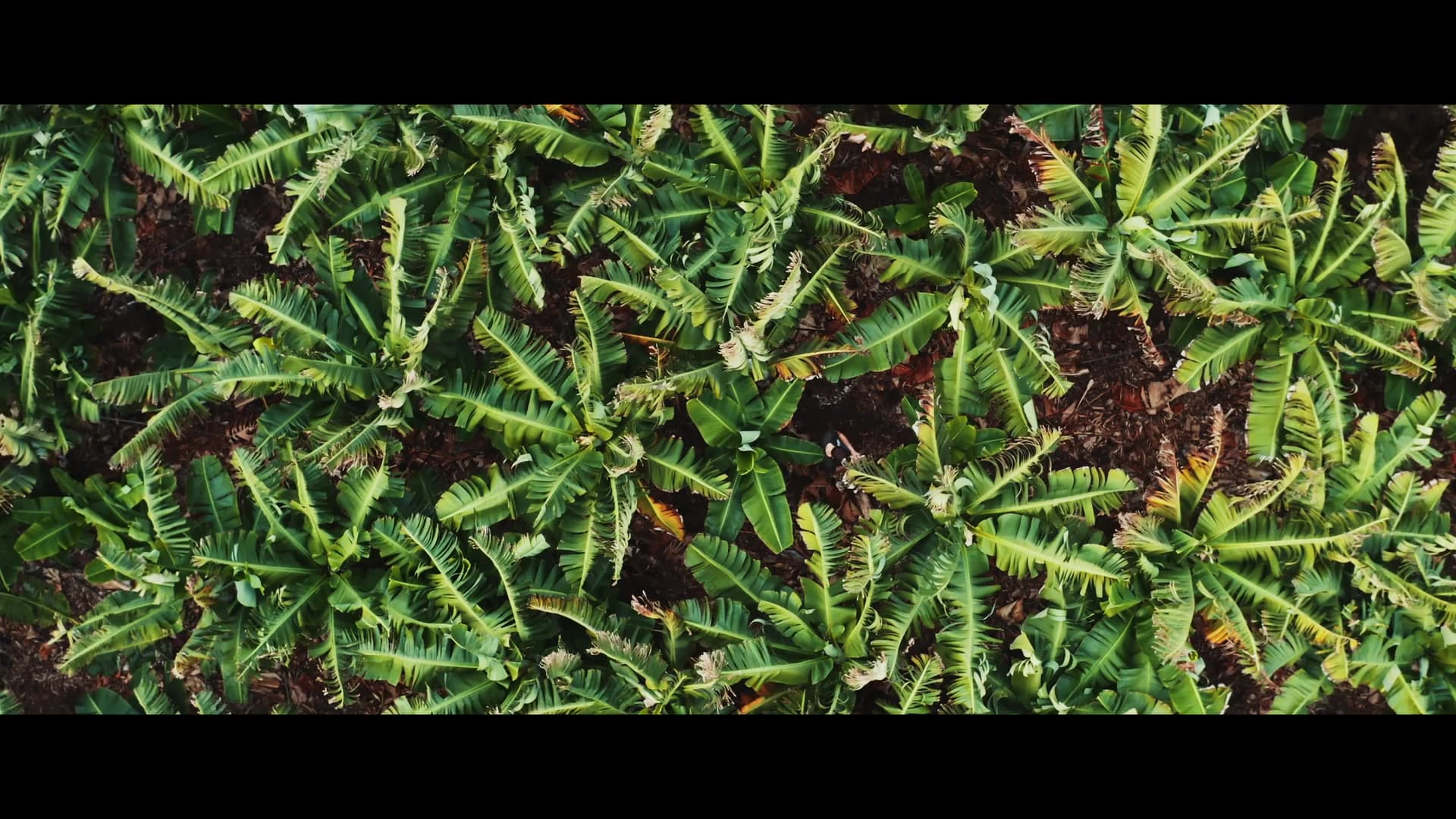 Bananeraie vue du ciel, régimes de plantain sur pied, étal et épluchage