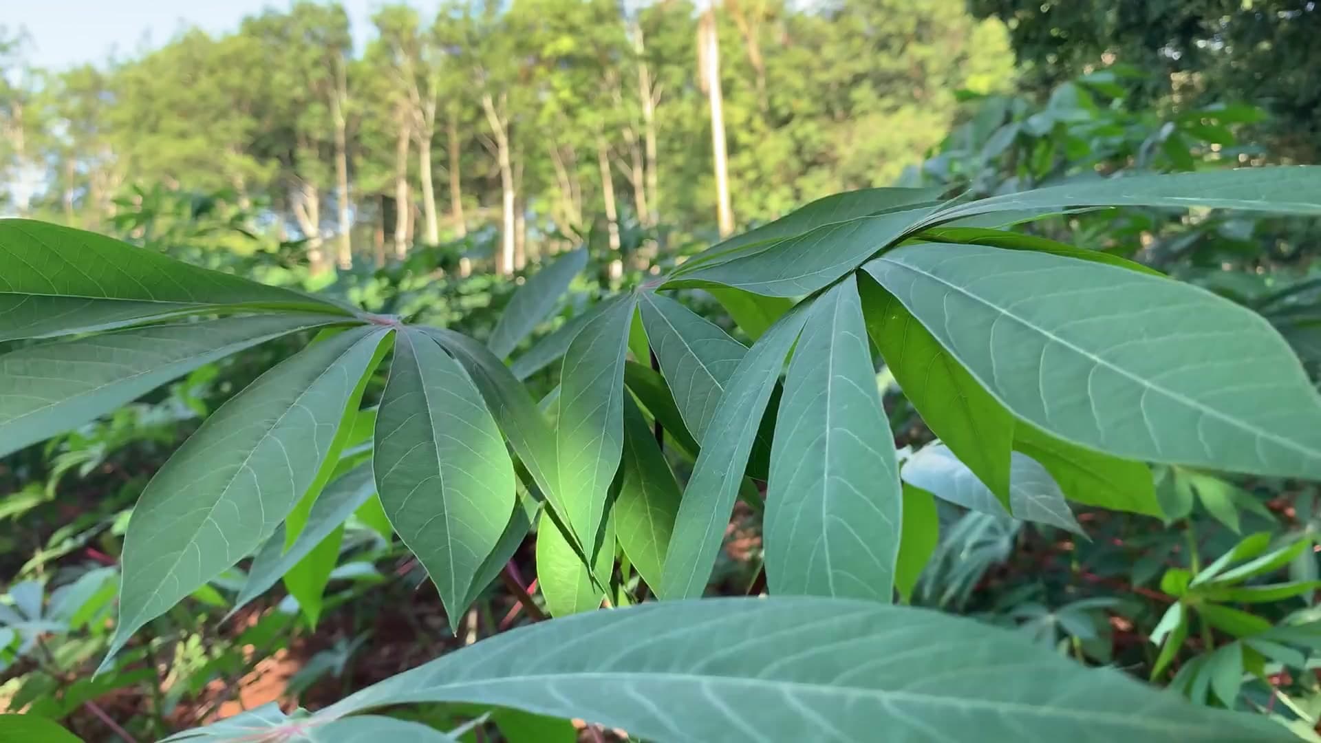 Plantation de manioc, arrachage et tubercules fraîchement récoltés
