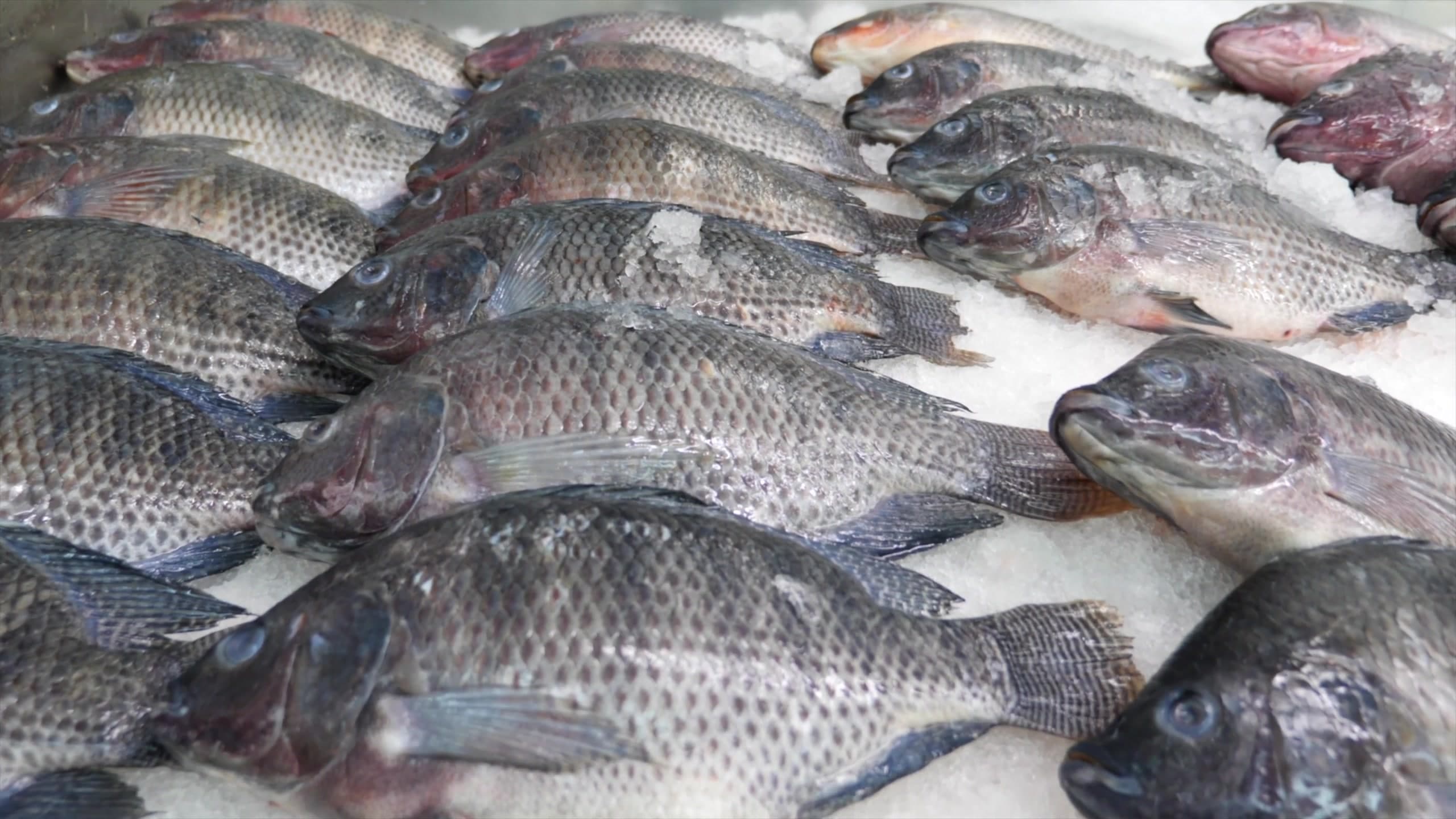 Poissons d'eau douce frais présentés sur glace